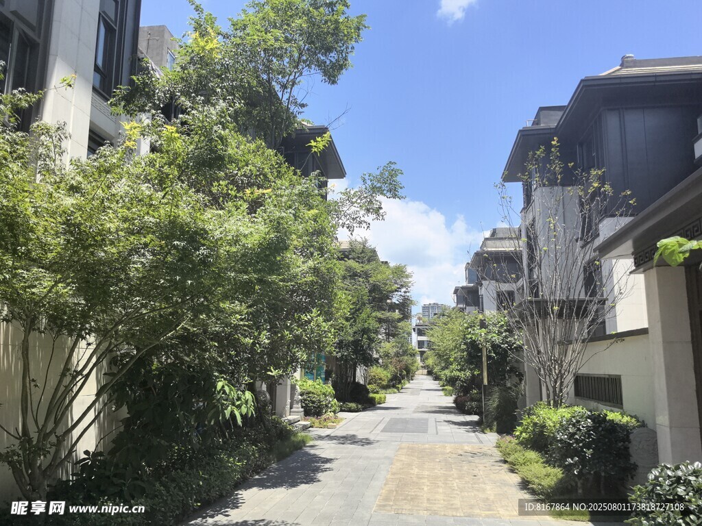 宁静街道旁的绿植与建筑