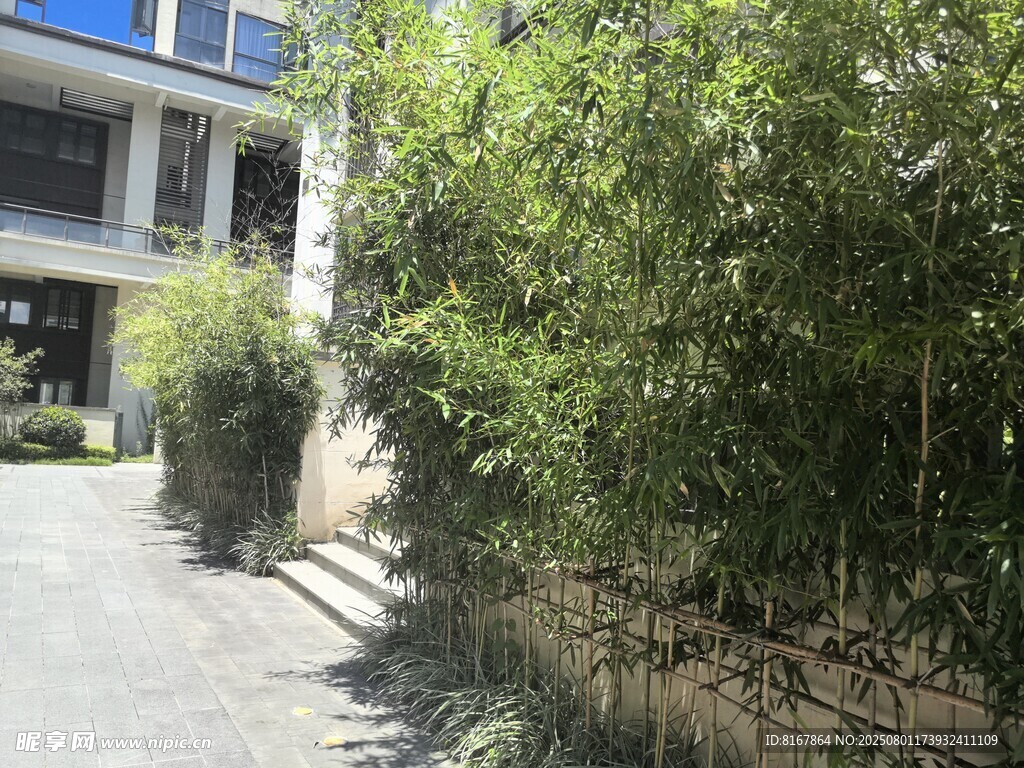 庭院绿植环绕的幽静小道