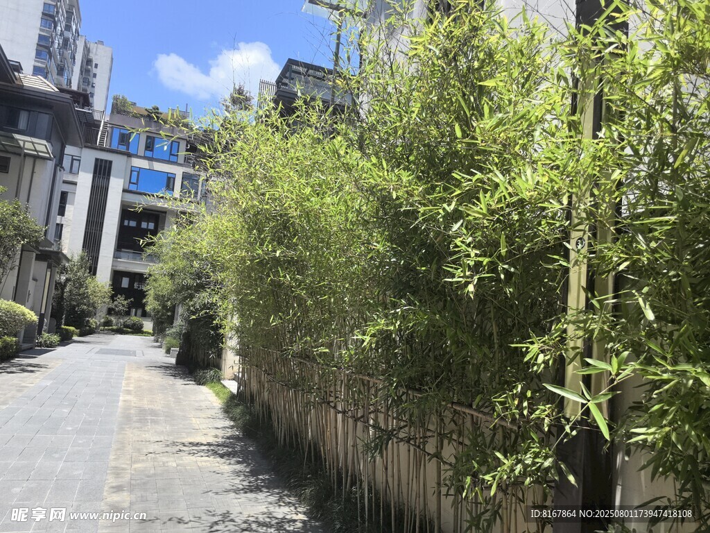 小巷旁的翠绿竹林