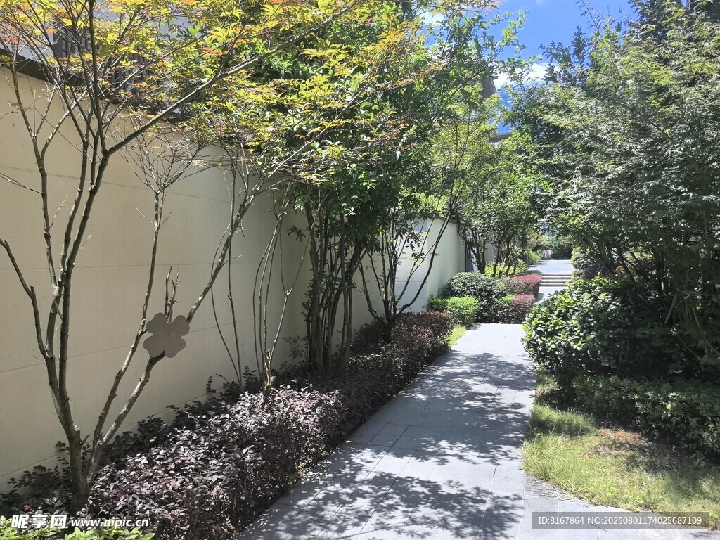 幽静小巷绿植相伴