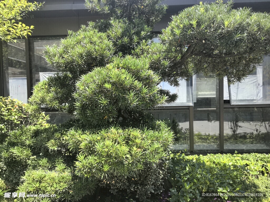 庭院绿植景观