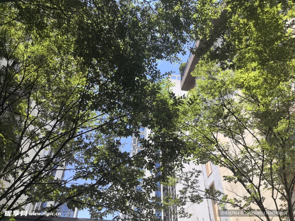 仰视绿树间的建筑一角