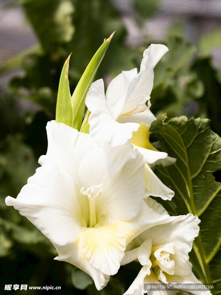 白色唐菖蒲绽放瞬间