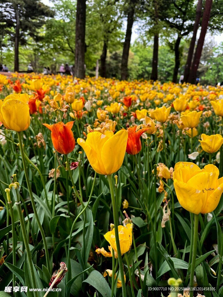 郁金香花海 春日烂漫景致