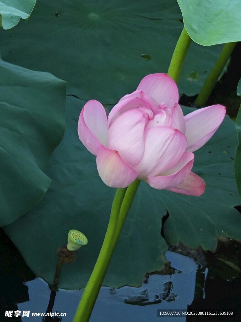 娇艳荷花绽放于绿叶间