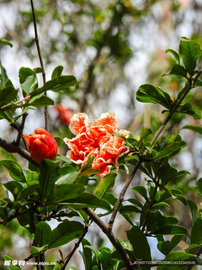 枝头绽放的鲜艳石榴花