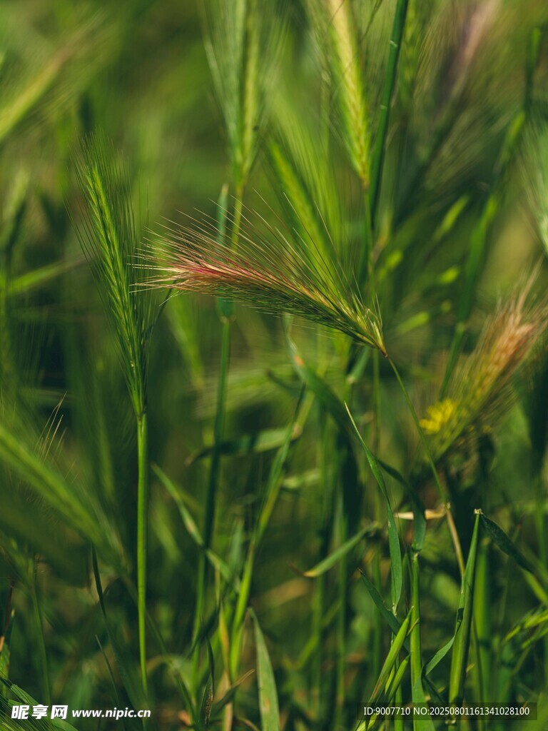 翠绿草丛中的生机景象