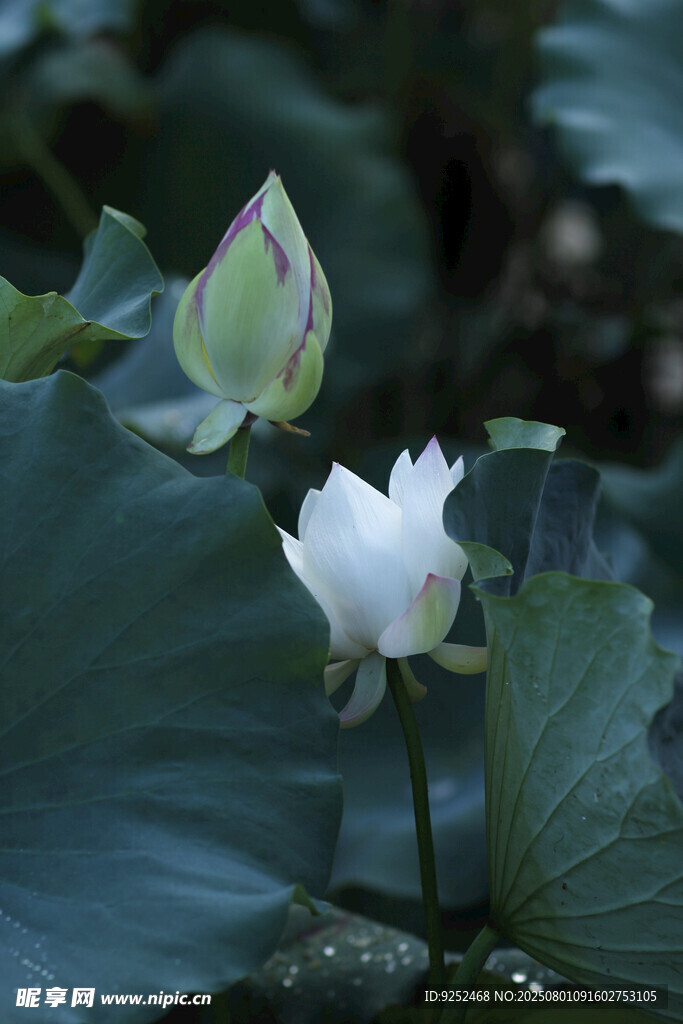 荷花 花苞