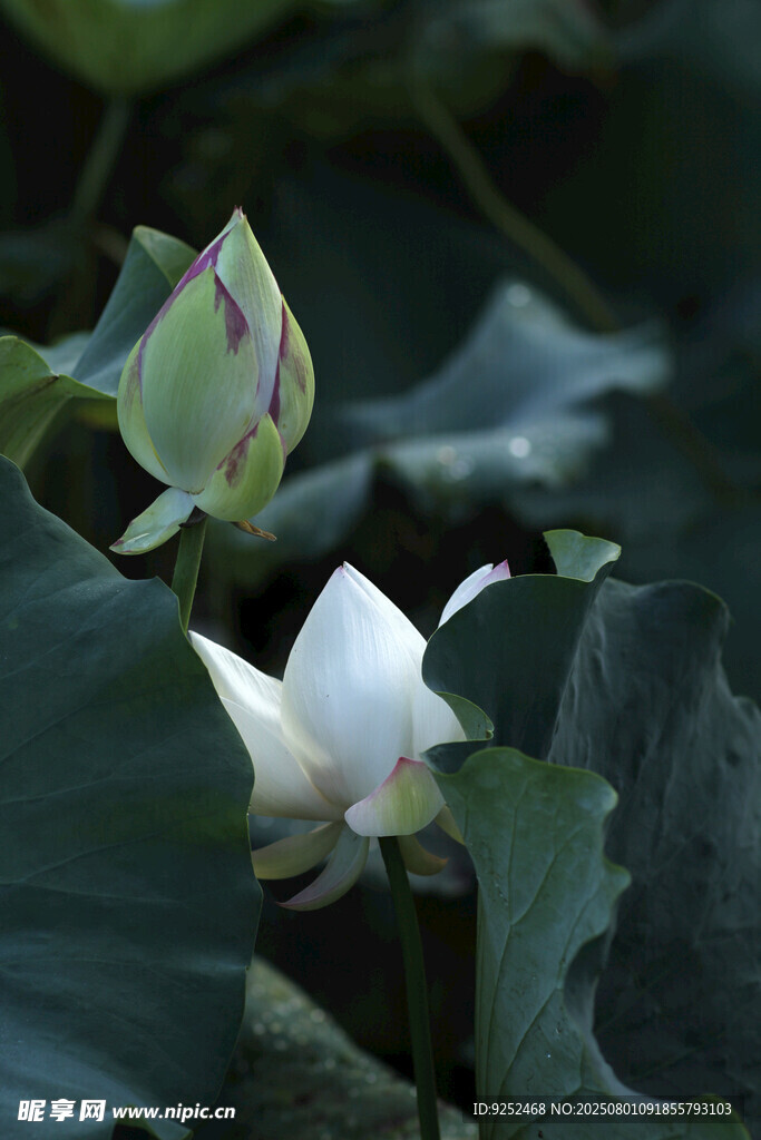 荷花 花苞