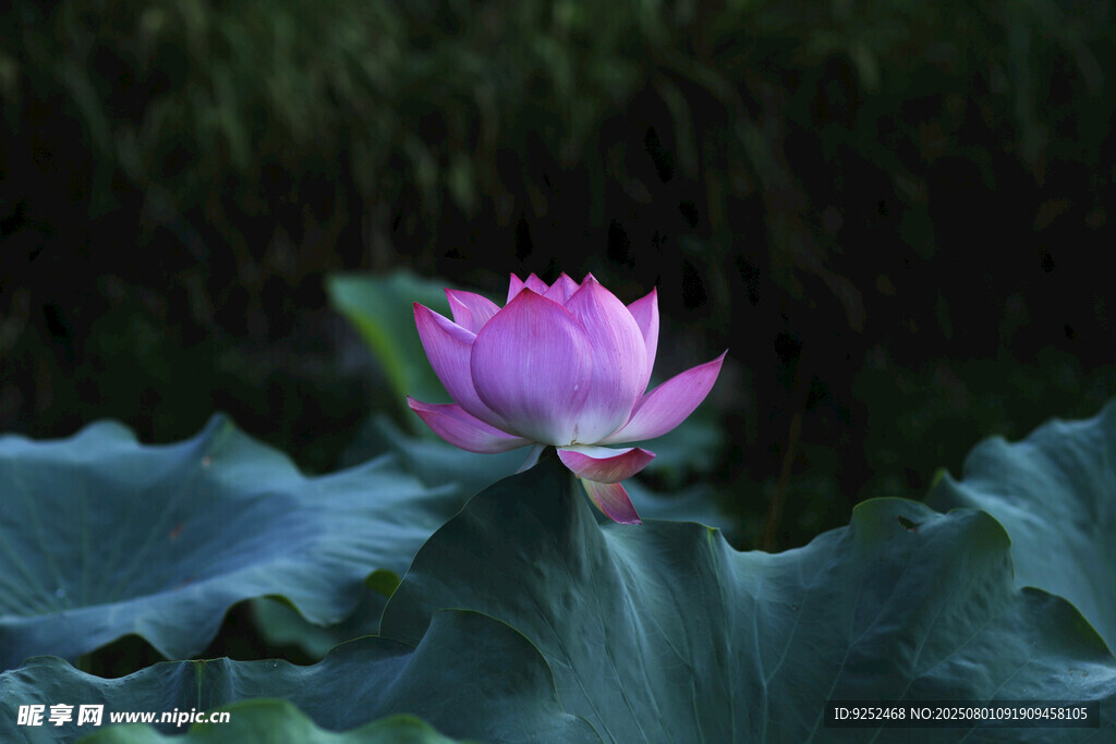 莲花 