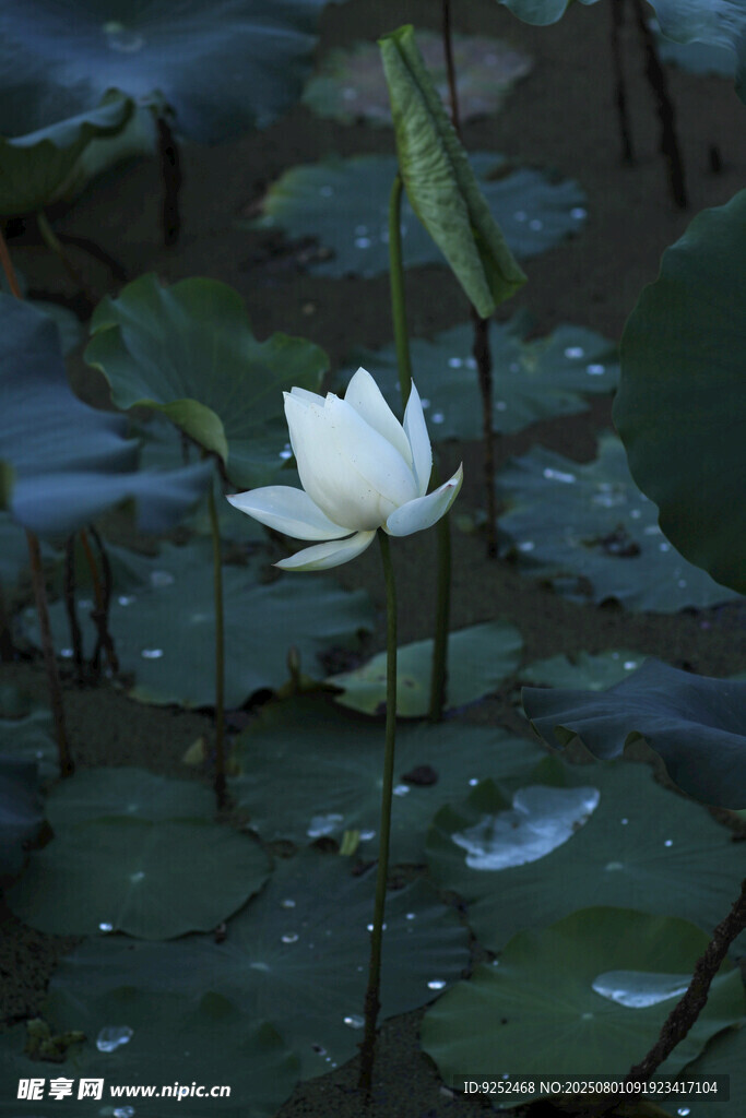  白荷