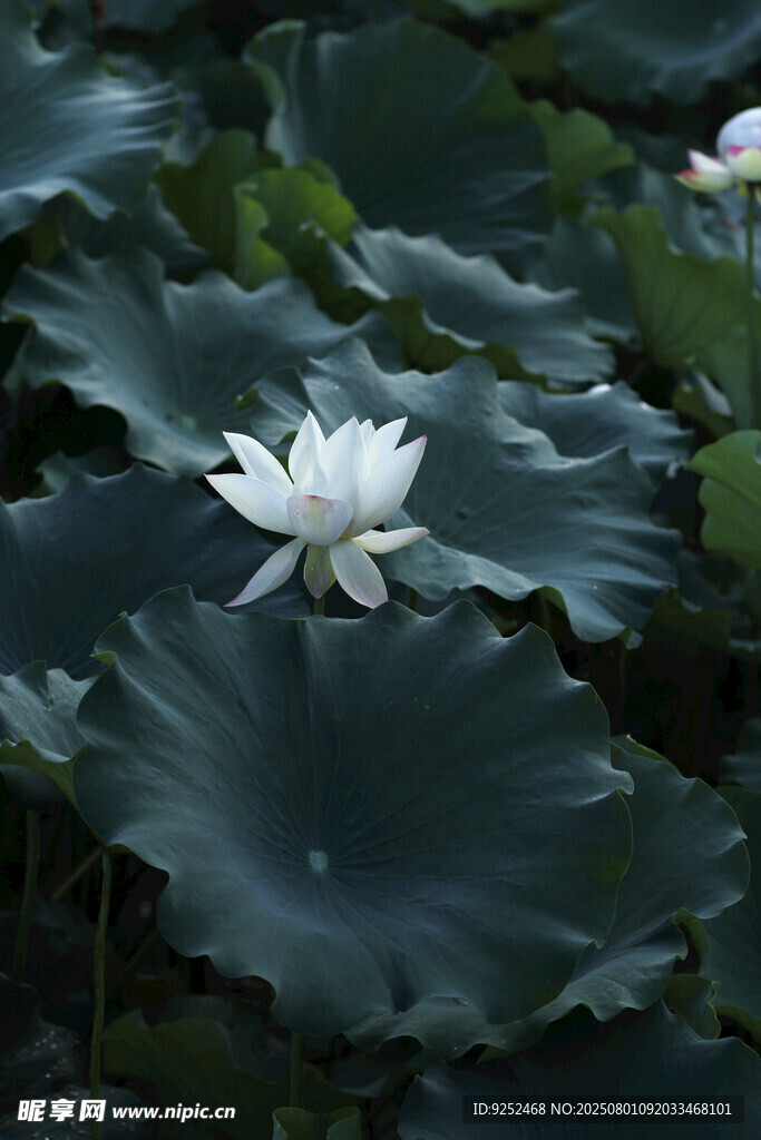  白荷