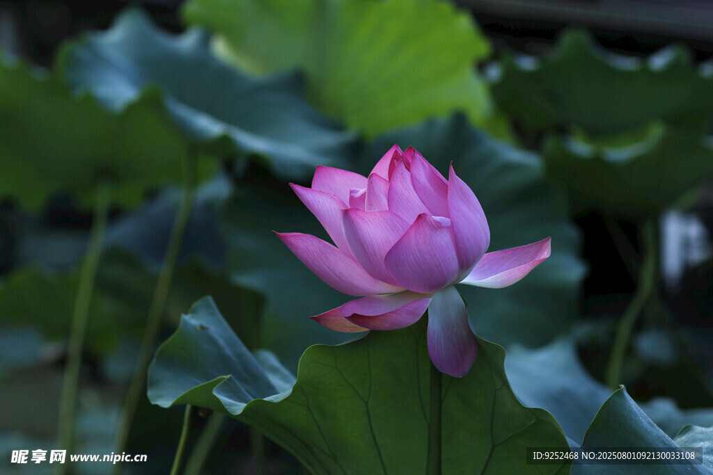 莲花 