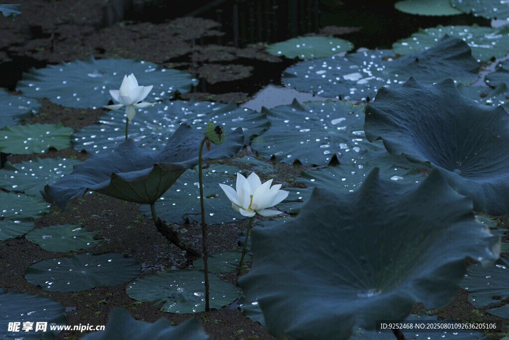 莲花 