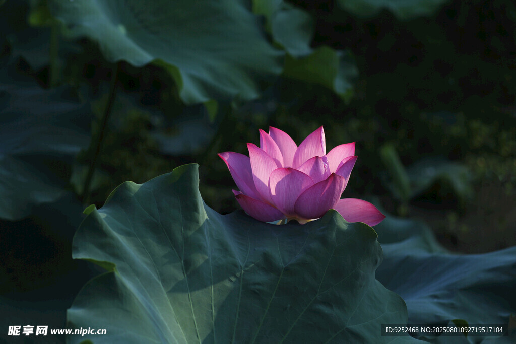 阳光下的荷花