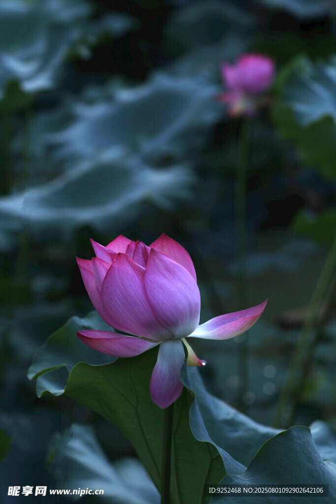 荷花粉色