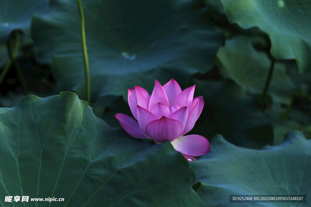  莲花