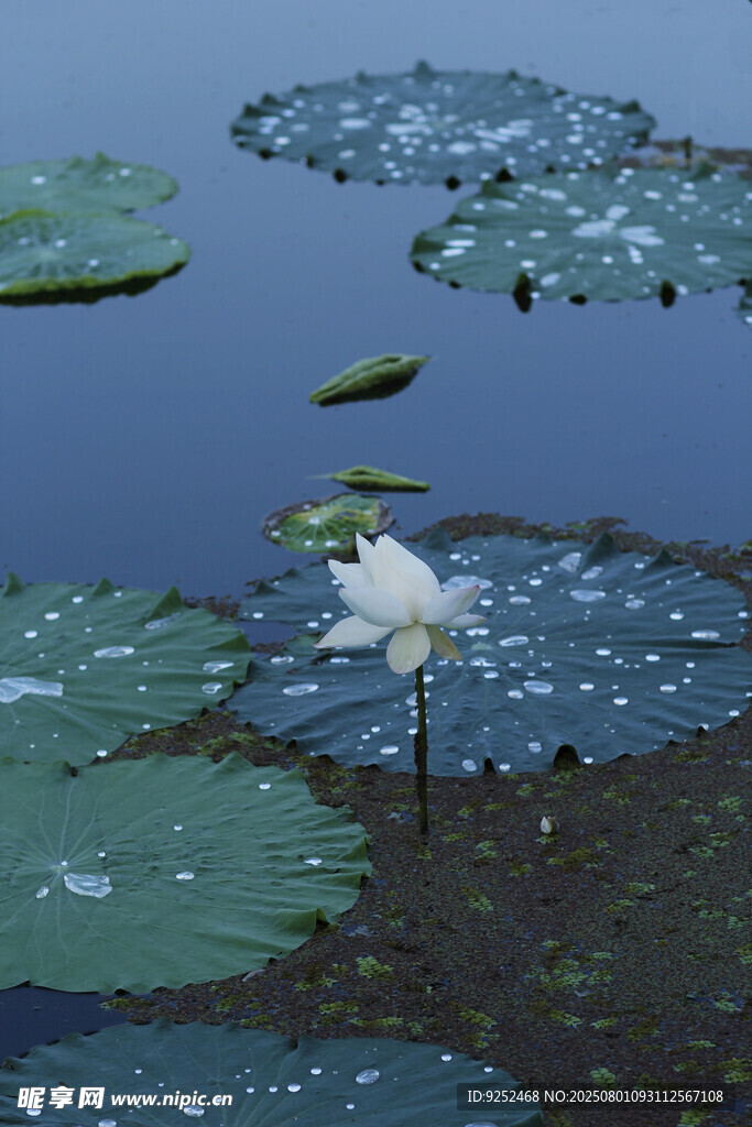 白荷 