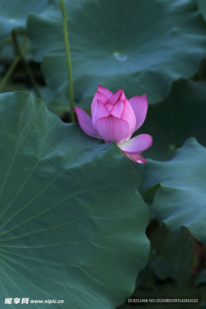 红色荷花 