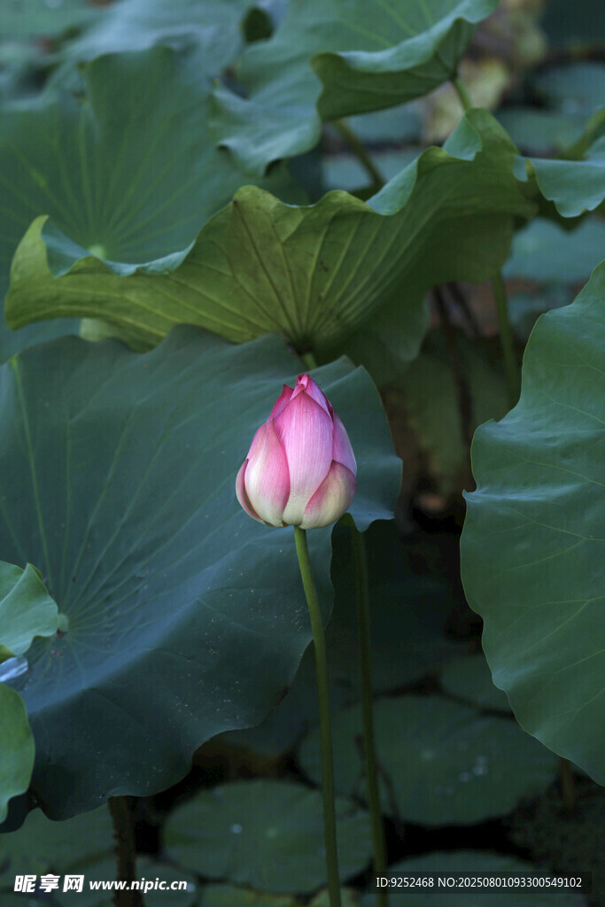 荷花苞