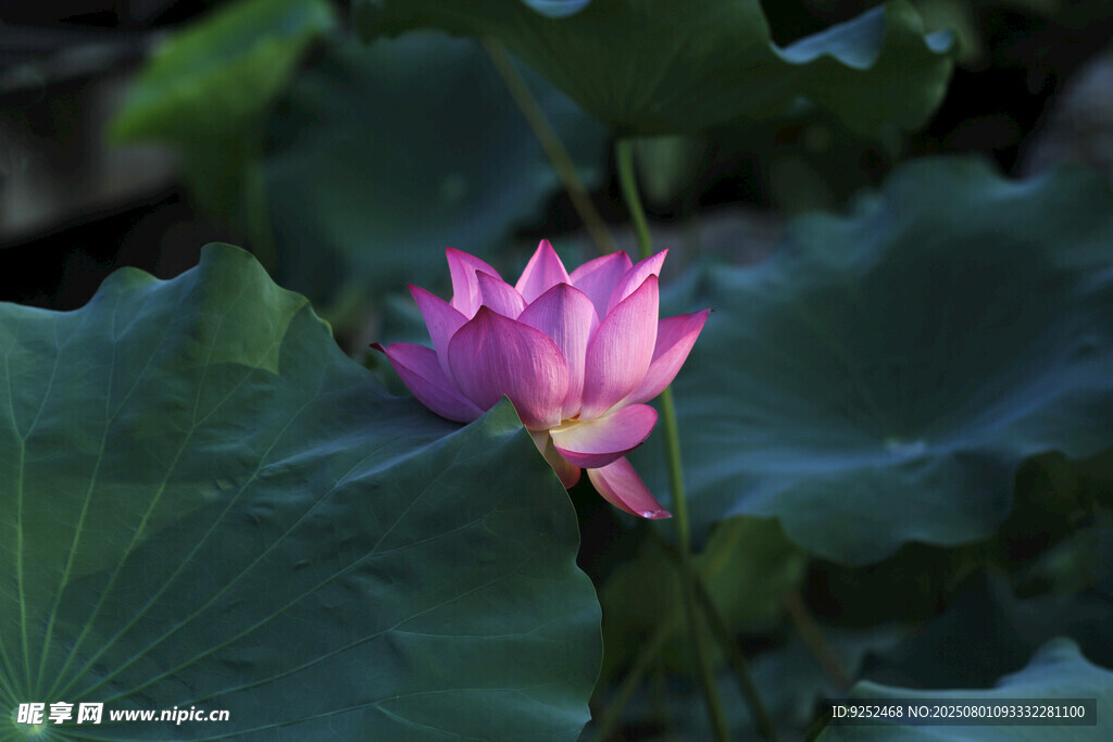 莲花 