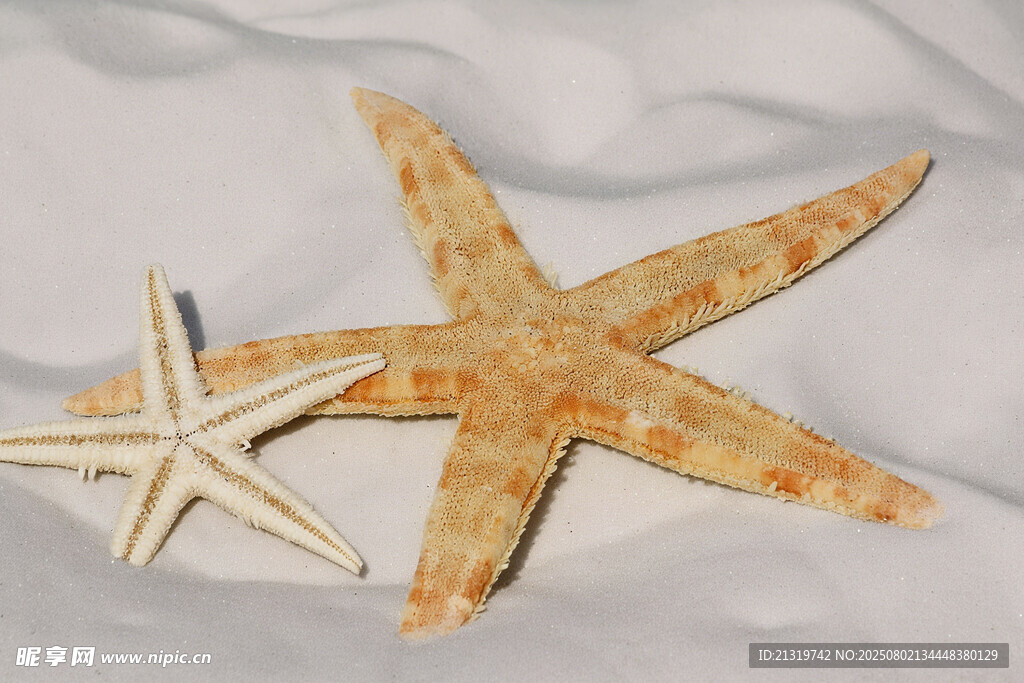 两只海星