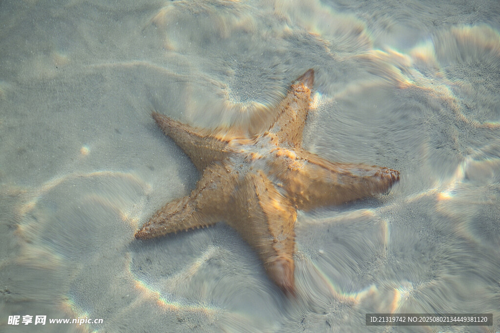 水底的海星
