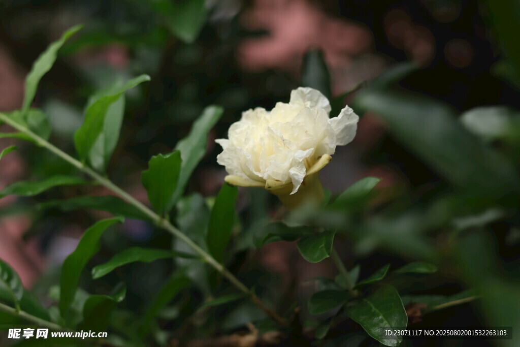 洁白石榴花