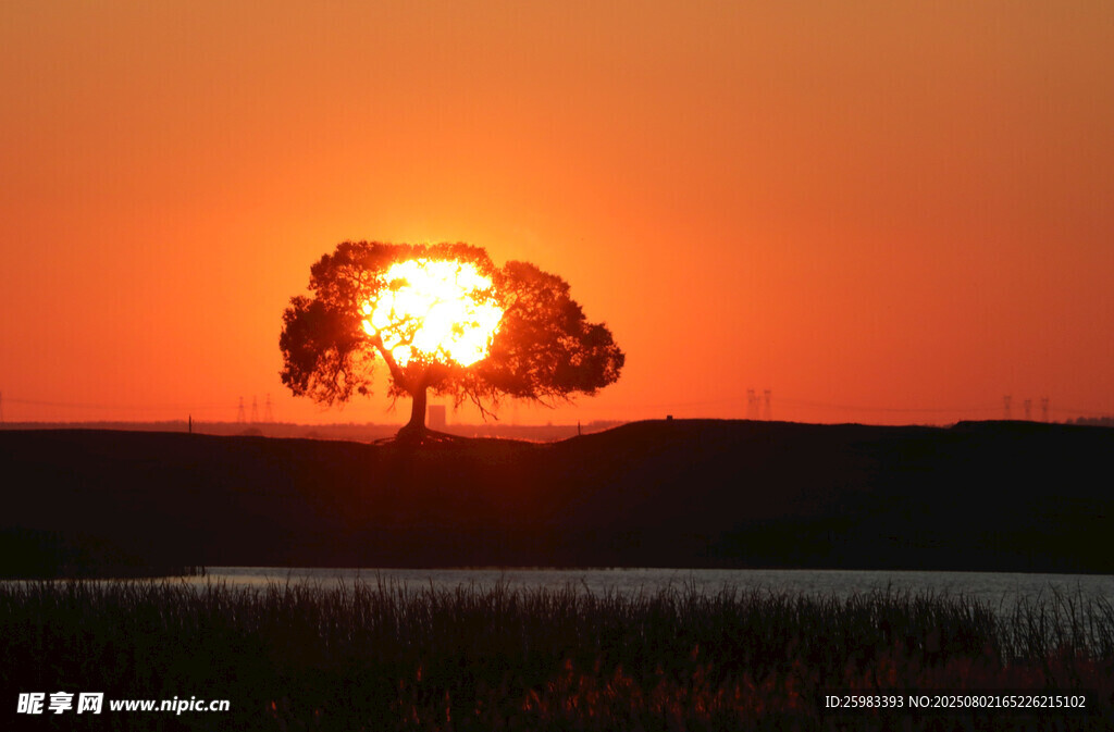 夕阳孤树