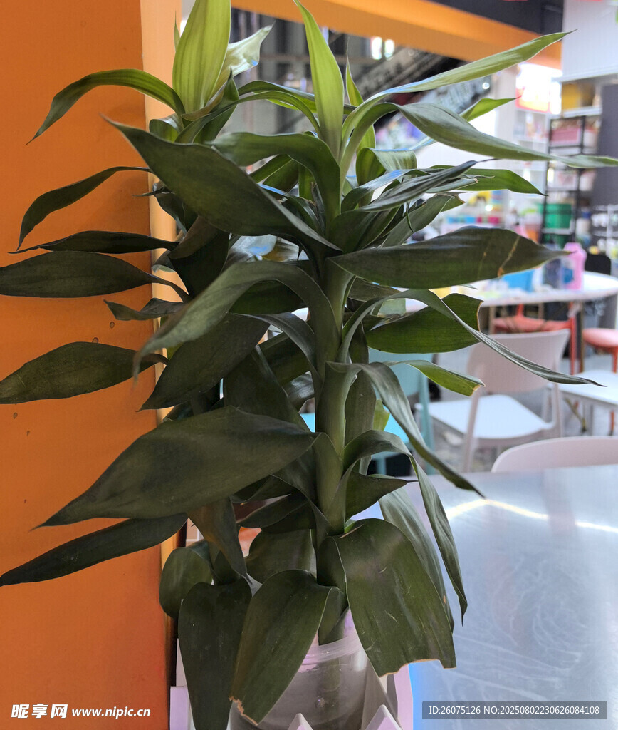 室内盆栽绿植特写