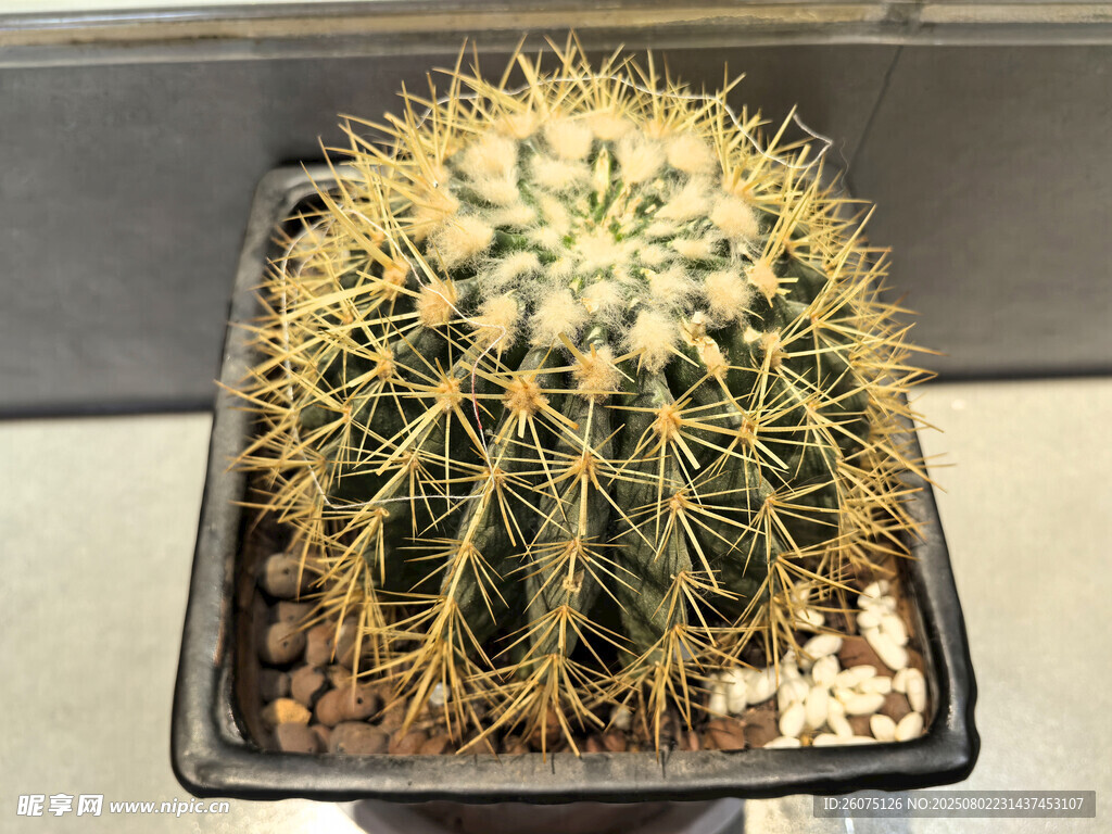 盆栽仙人球