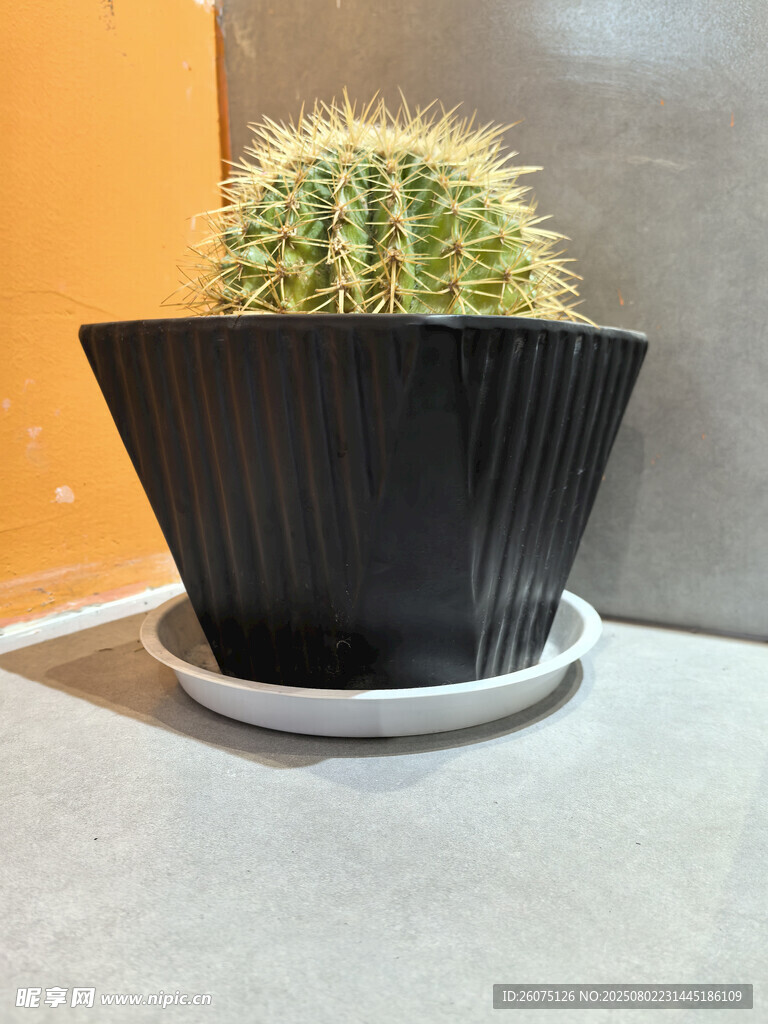 黑色花盆中的绿色仙人掌
