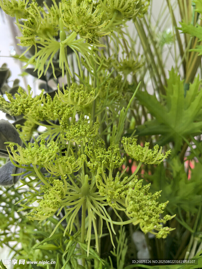仿真翠绿繁茂的伞形植物