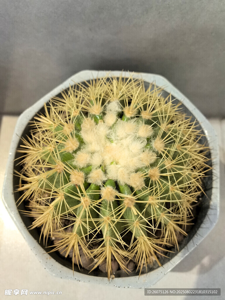 盆栽仙人球俯拍特写