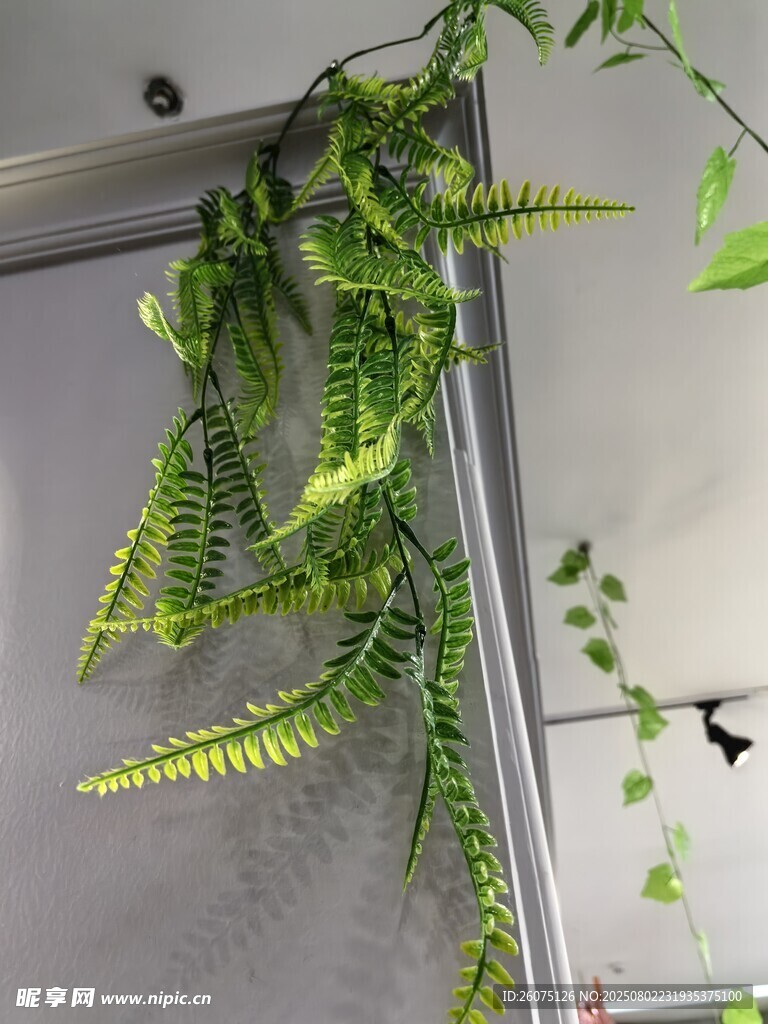 垂挂的仿真蕨类植物装饰
