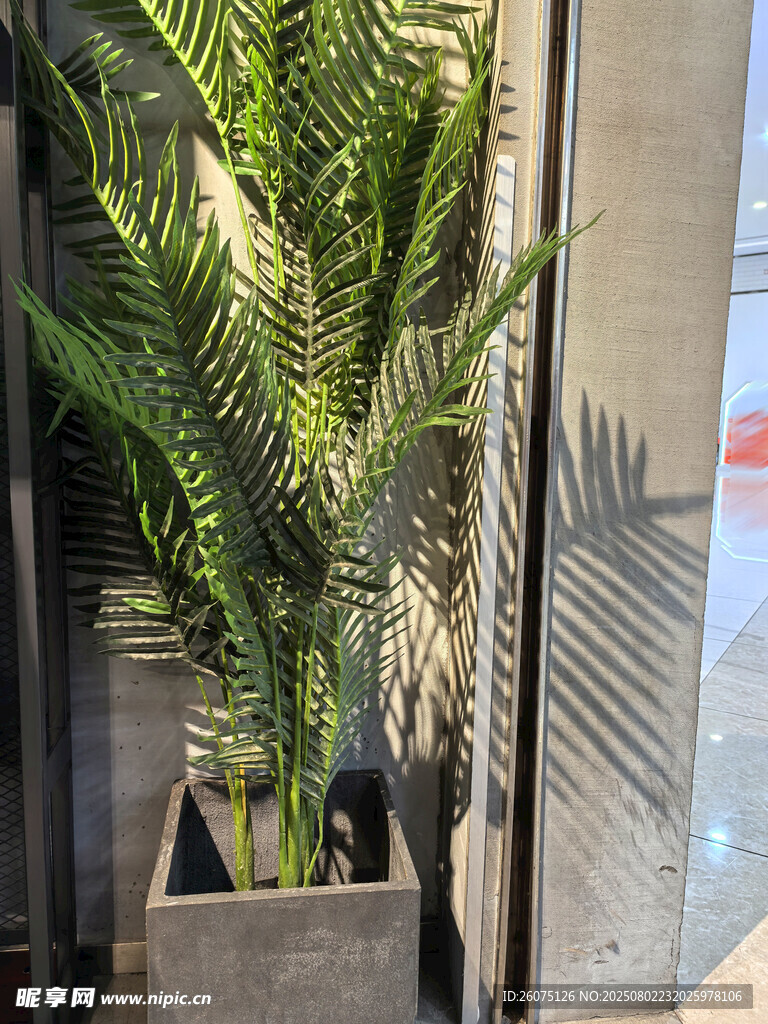 室内绿植盆栽景观