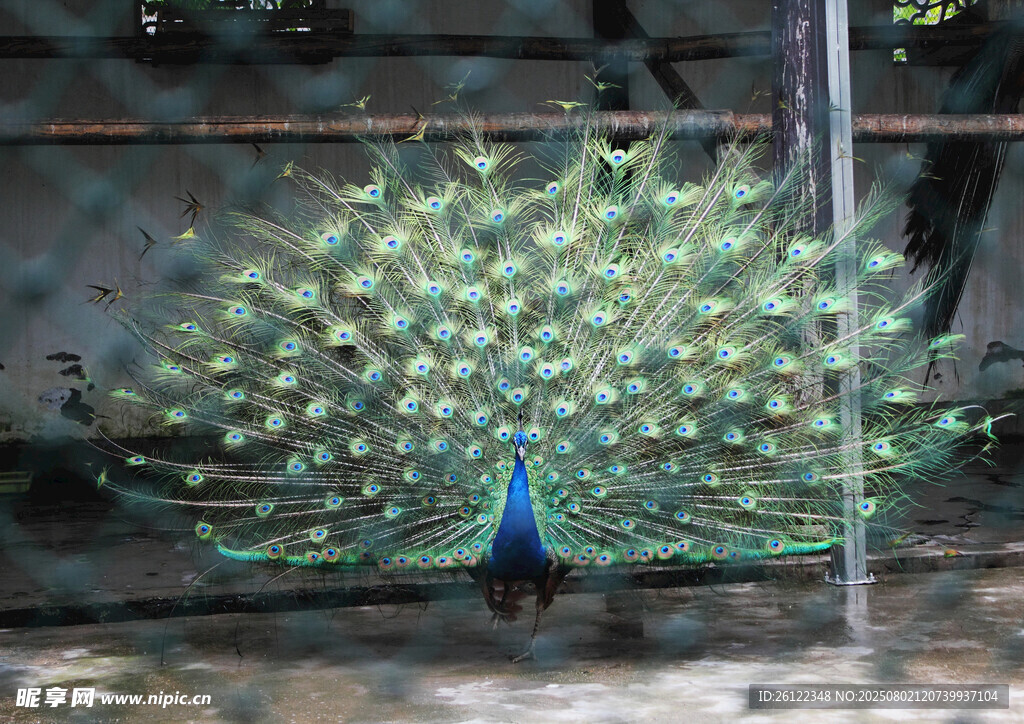 开屏的孔雀