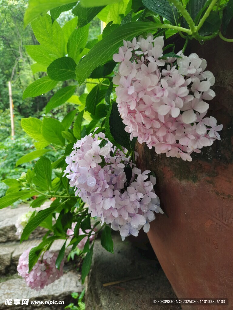 团花