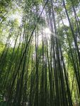 竹林光韵
