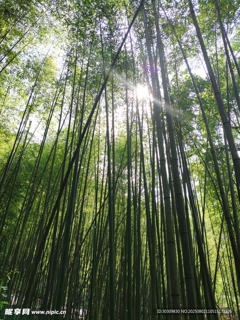 竹林光韵
