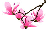 玉兰花