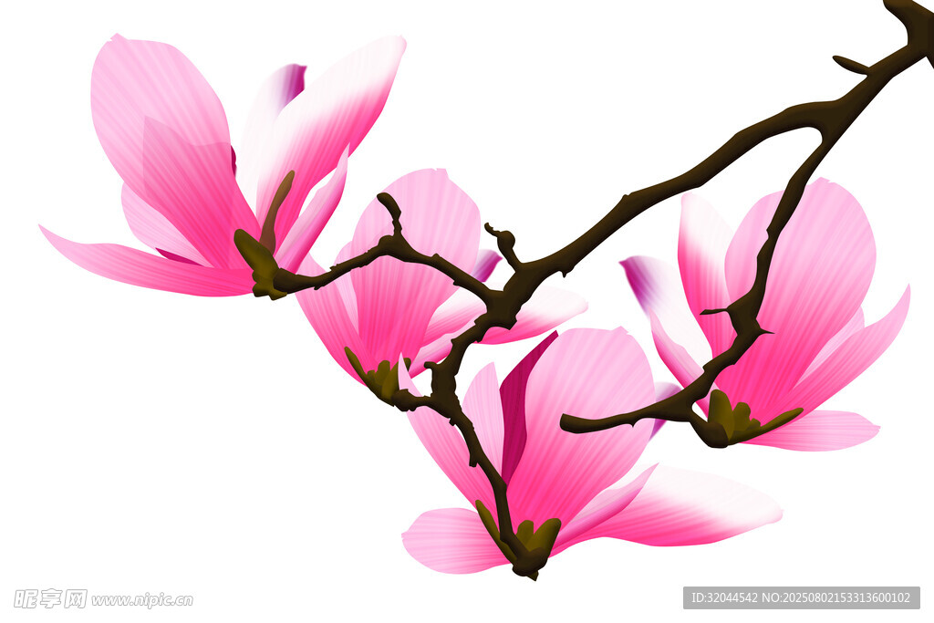 玉兰花