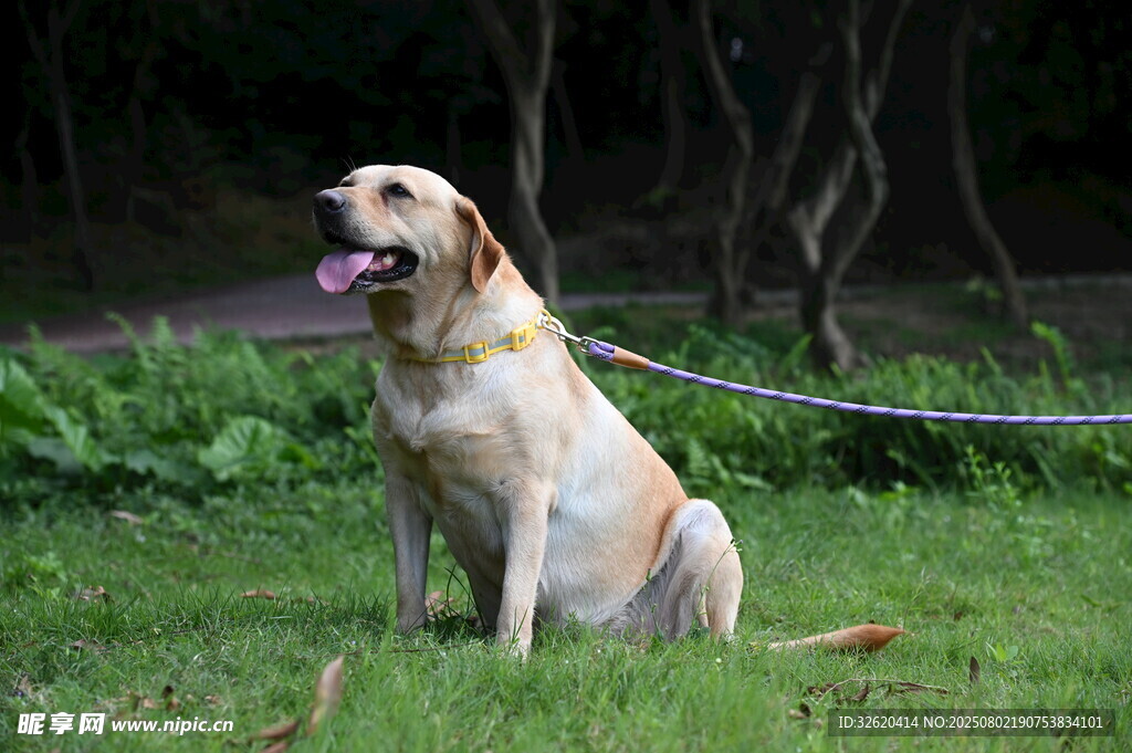 拴着的黄色拉布拉多犬
