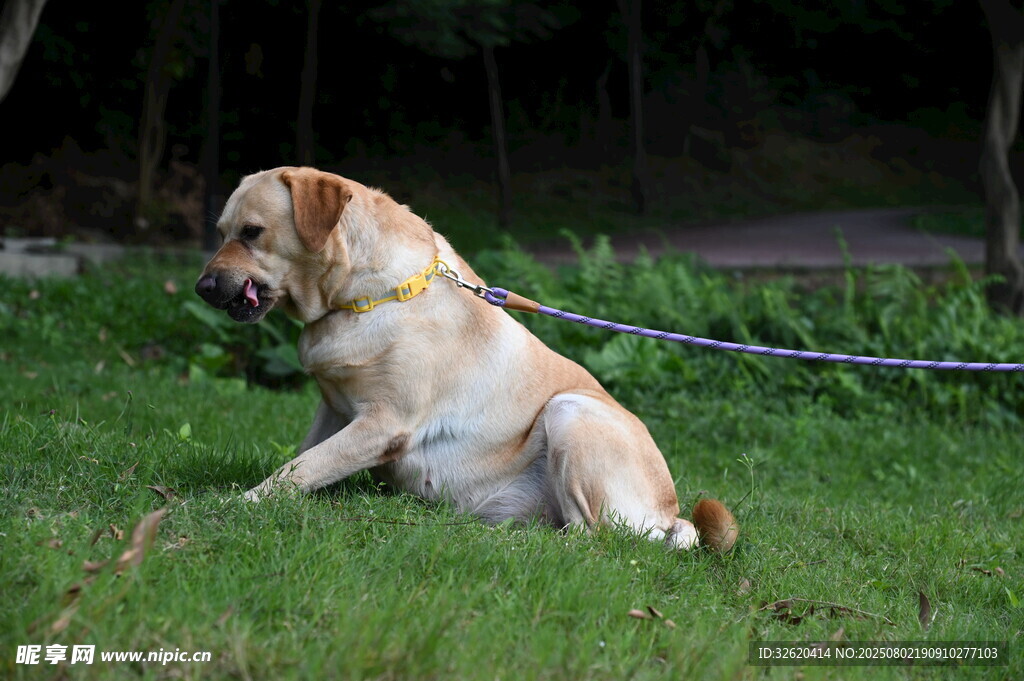 草地上坐着的拉布拉多犬