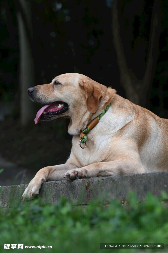 趴卧的拉布拉多犬
