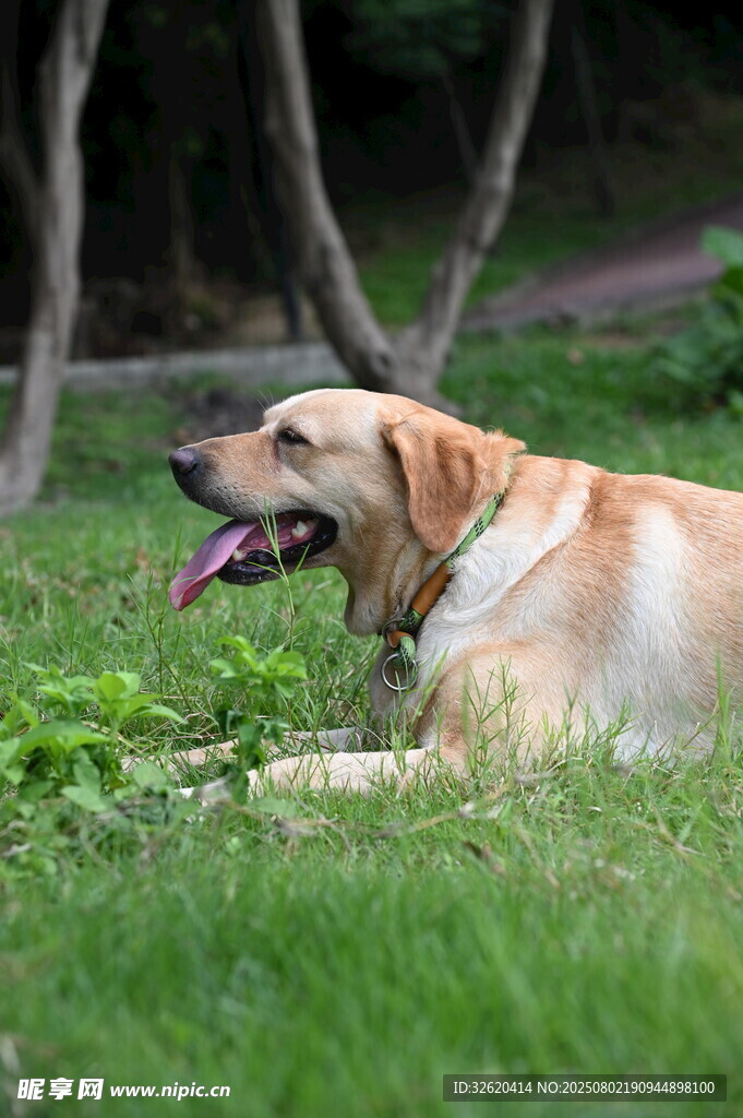 草地休憩的拉布拉多犬