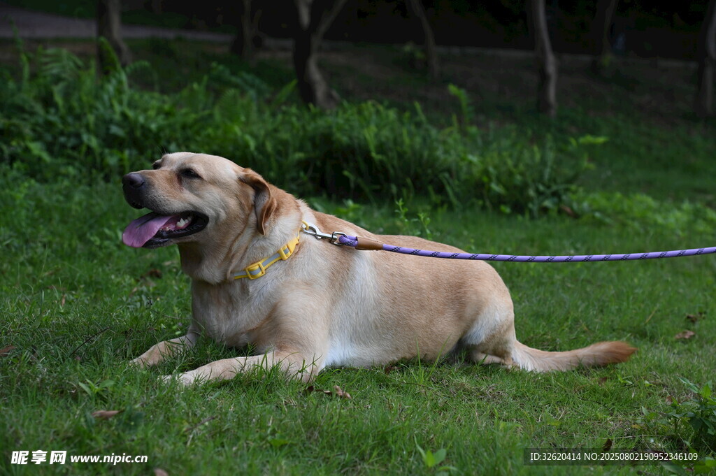 草地上惬意的金毛犬