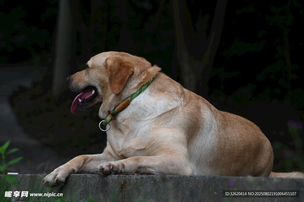 趴坐的黄色拉布拉多犬