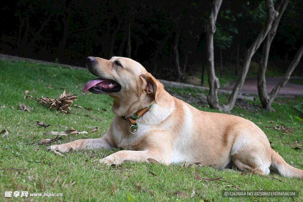 草地休憩的黄色拉布拉多犬