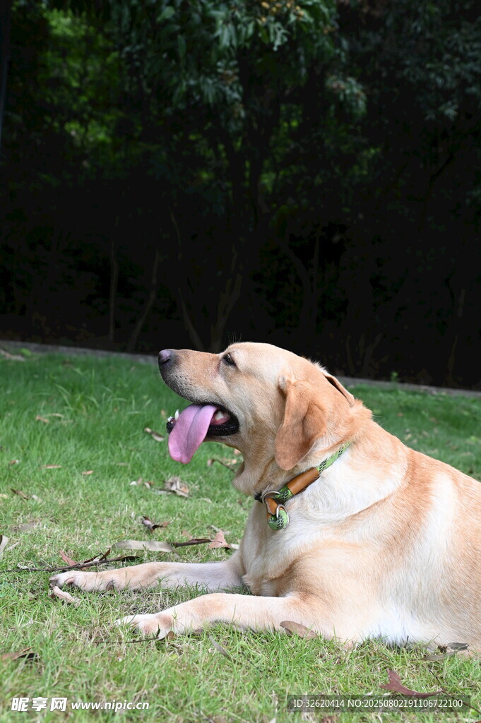 草地休憩的黄色拉布拉多犬